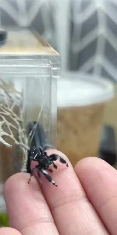 my guy, Anakin Skyjumper, learning to trust me. peep that cute little drag line he used just to step onto my hand