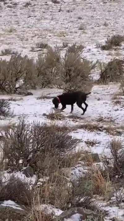 Hunting Dog for Sale