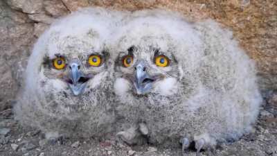 Птенцы филина не ухают, как взрослые птицы, — они щелкают клювом, чтобы привлечь внимание родителей и попросить еду. Эти короткие щелчки — форма общения между птенцами и взрослыми филинами, позволяющая им поддерживать контакт в гнезде и в темноте леса.