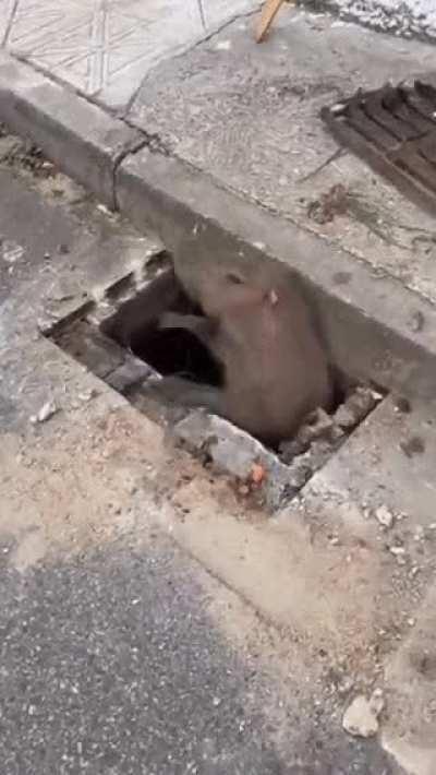 You can find capybaras just about anywhere these days.