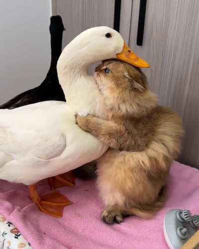 Cat loves her duck friends ❤️