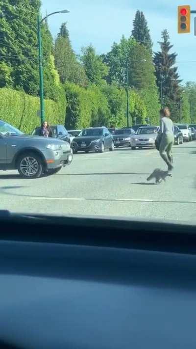 Kind woman helps mom and baby raccoon at a busy Vancouver intersection