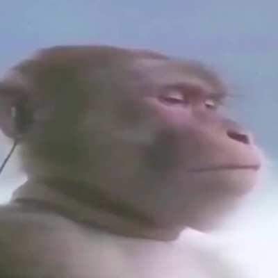 se le ve bastante relajado no les voy a mentir Pd: deberían agregar una etiqueta llamada monke