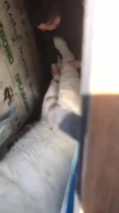 Feldman Ecopark in Kharkiv continues to work to evacuate all its animals - including this white tiger!