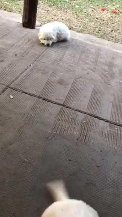 My baby girl and their siblings are pure cuteness 💖🥺