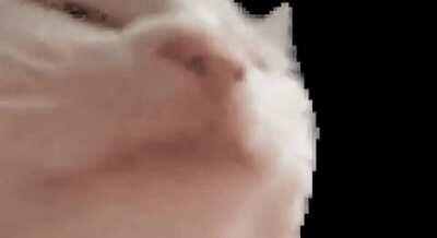 [OC] cat vibing to 8bit Jotaro theme for 2 minutes and 45 seconds