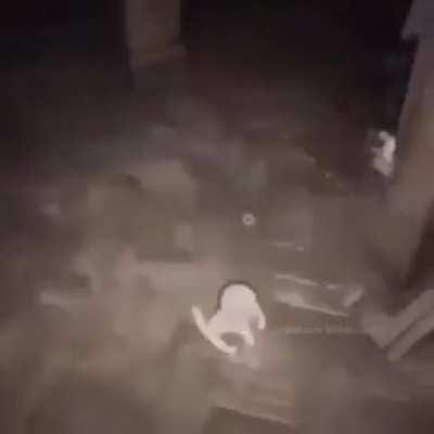 amarillo amarillo los patanos xd