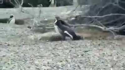 Drama happens in the animal kingdom too