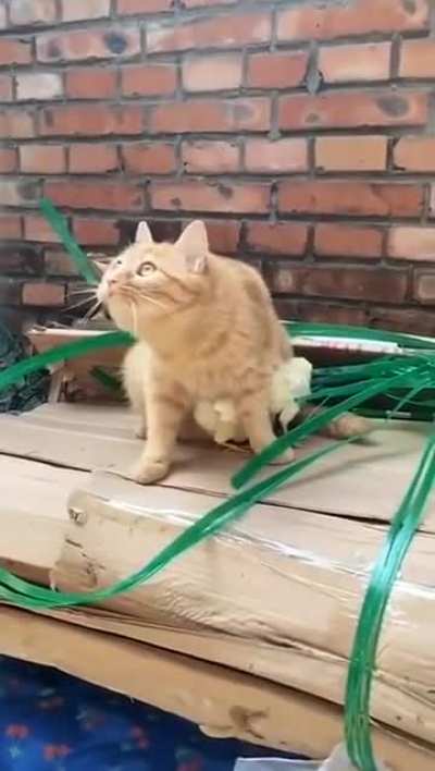 A cat guarding her chickens.