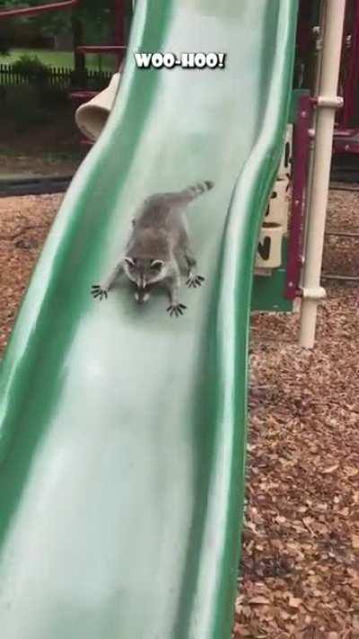 The life of a celebrity