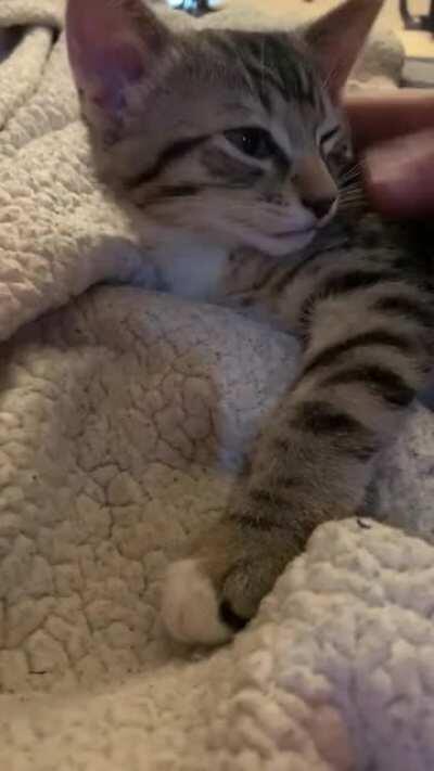 He yells a lot when my boyfriend gives him pets.