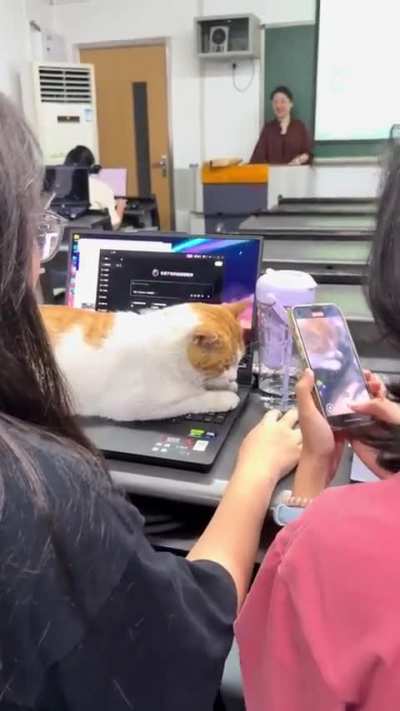 This cat refuses to leave because the laptop is warm.