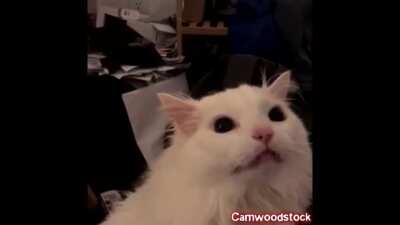 POV: You entered Vlad's Castle