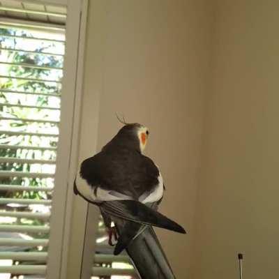 Basil is certainly, 100% a Party Parrot again.