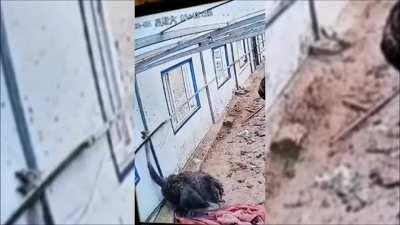 Ostrich breaks his neck himself