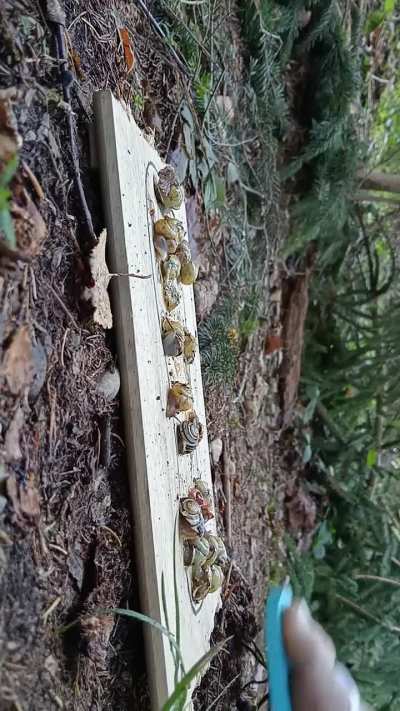 Most snails in one video 20 (2024)