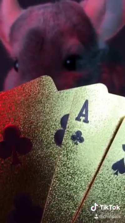 The Chinchilla Comes Down To Georgia