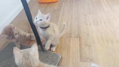 Fosters Cheeto, Dorito and Tangerine love to play murdering ribbon, but Mango is scared!