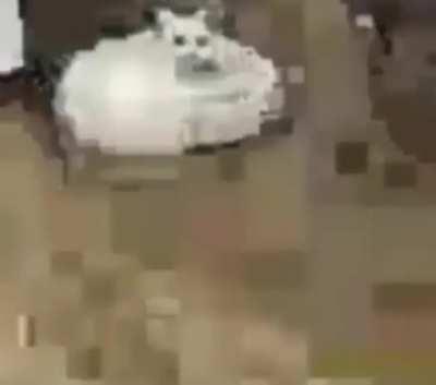 heoodODOOOOO WOOOOOOO