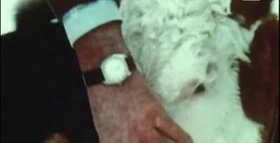 A calf learning how to ski (Switzerland, 1974)