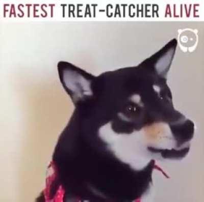 The fastest treat catcher