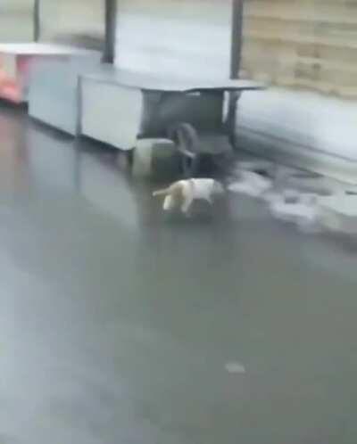 The smoothest cat on the block