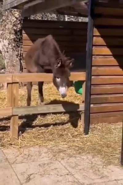 Donkeys Can be Cute Too, but ....