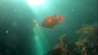 The Cosmic Harbor Seal of Goff Island Reef. Exploring crevices with fishy friends