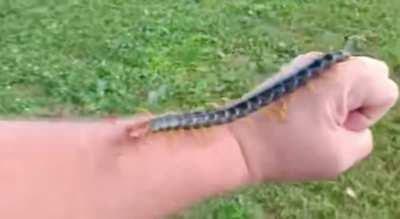 Absolute unit of a centipede…