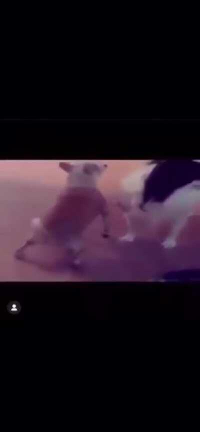 Pipí pupu check 😎