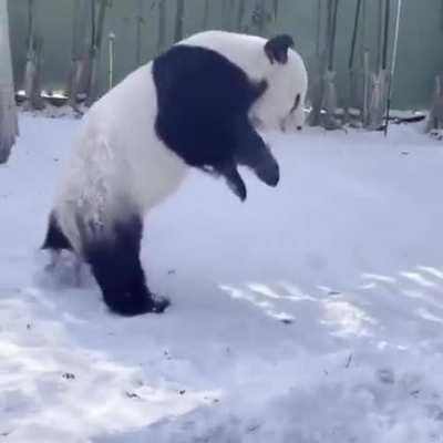 The Panda Gymnast
