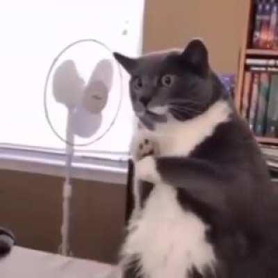 Наташа это не мои, честное слово!