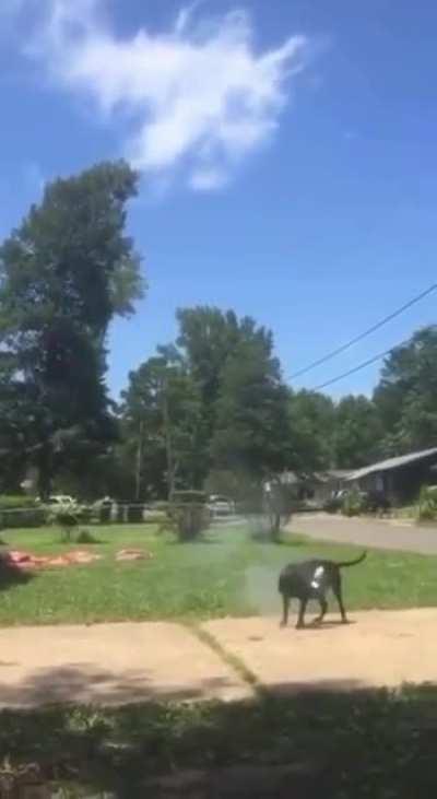 That dog name is karma