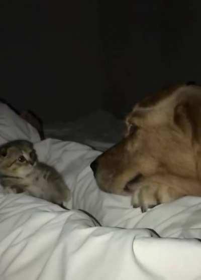 Smol cat not sure if he is friend