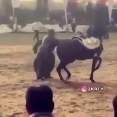 I said Dance with me goddammit !!