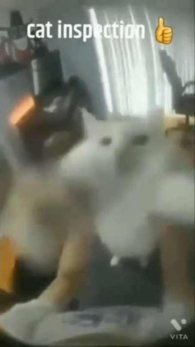 cat inspection