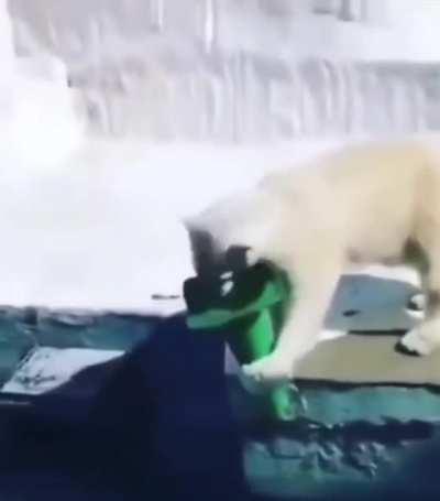 this Polar Bear main equips armor to increase defense before taking a dip