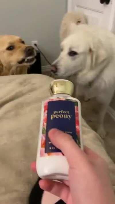 Stank face perfected