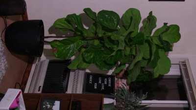 What our plants do while we sleep!