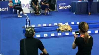 The IRL version of The Tortoise and the Hare story comes true!