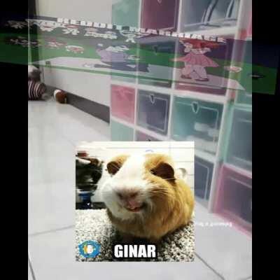 LTITLE DAGN THE ROPA SO HARAM ( COMPUTER VISURES!!?) THE HALAL GUIN THE PIG LISTEN TO ECCO2K AIDAN BECOMING RABID!!!!(#-#7# (((wait GUIN E PIG GAY((()?? AMONG US TWEAK.