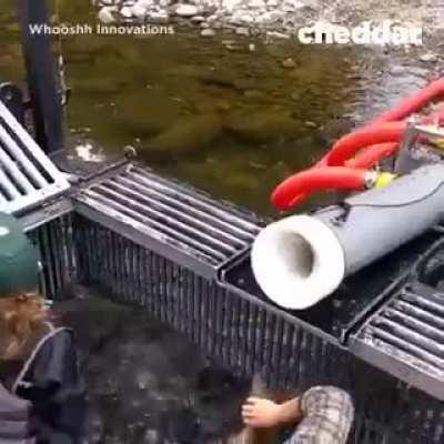 System helps native fish pass over dams in seconds rather than days