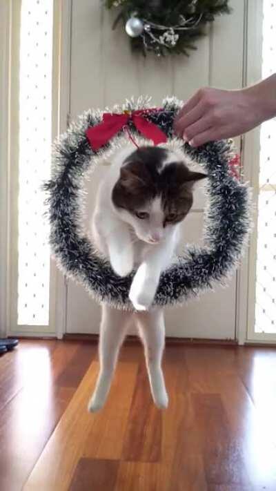 Christmas catculation from Broccoli