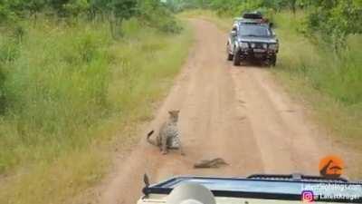 Monitor Lizard tail whips a Leopard but still loses