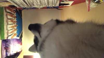 I have a chonky doggo😭