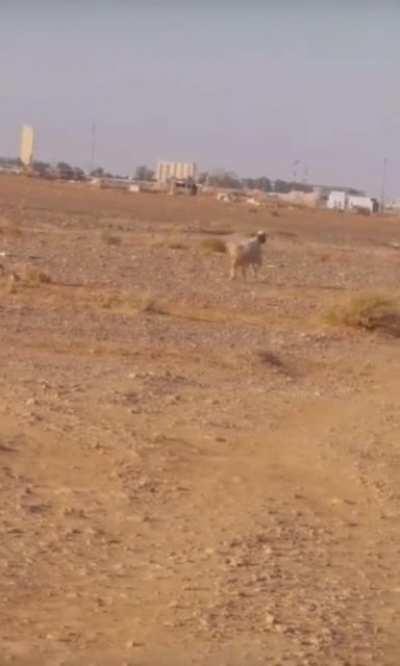 Bring the herd back .. Yes sir!