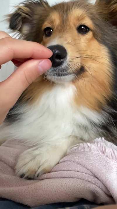 Slow Motion Sheltie