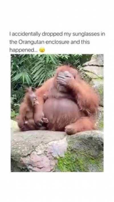 Orangutan discovers sunglasses