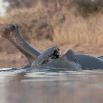 Lazy day for a hippo