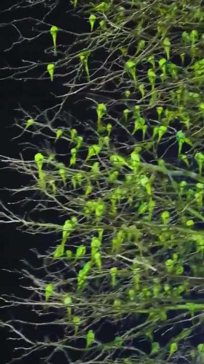 This tree in London looks full of leaves but is actually covered in parakeets